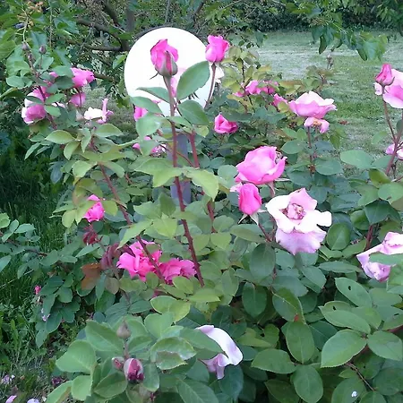 Cascina Dei Gelsi Guest house Sale