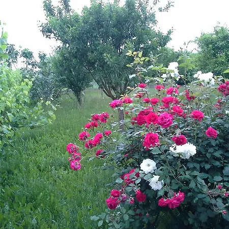 Cascina Dei Gelsi Guest house *